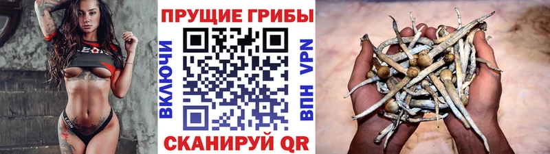 Псилоцибиновые грибы Cubensis  маркетплейс клад  Катав-Ивановск  как найти наркотики  блэк спрут вход 